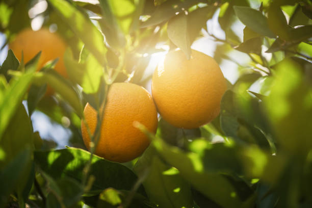 branch orange tree fruits green leaves