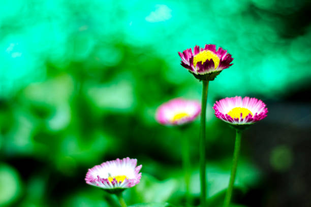 Beautiful gerbera flower in garden.background