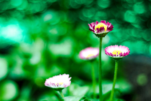 Beautiful gerbera flower in garden.background