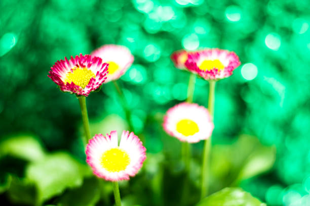 Beautiful gerbera flower in garden.background