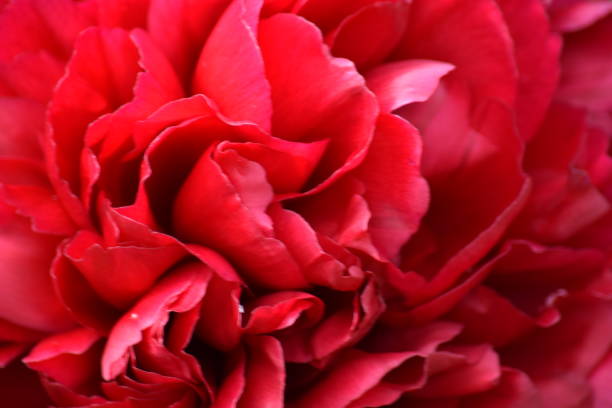 istock Red peony flower up close 690871554