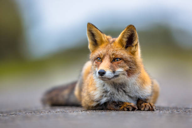 istock Watching European red fox lying on the ground 690874686