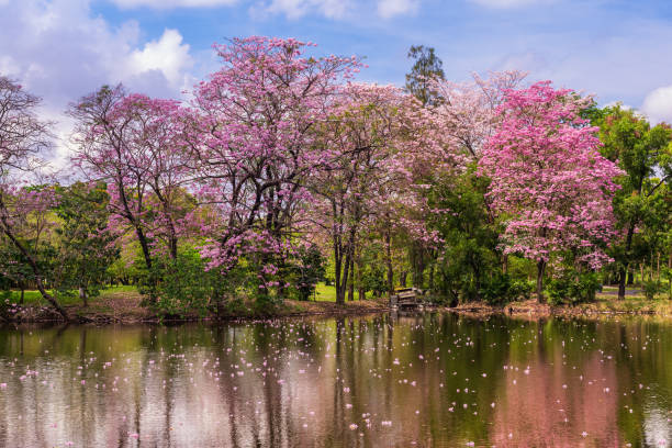 istock Tabebuia rose Pink flowers, Thailand 690879656