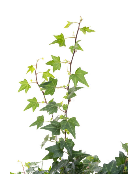 istock ivy leaves isolated on white 690886856