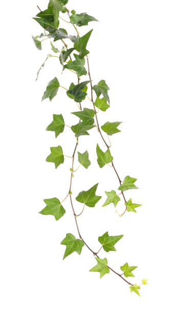 istock ivy leaves isolated on white 690886928