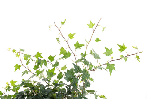 istock ivy leaves isolated on white 690886950