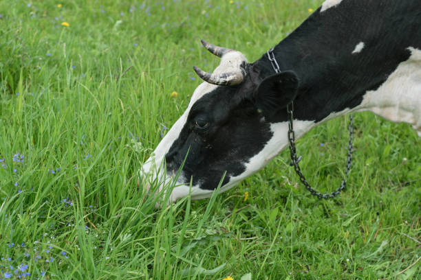 istock Cow black and white suits on a green meadow 690889786