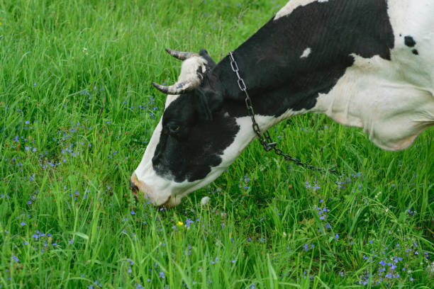 istock Cow black and white suits on a green meadow 690889794