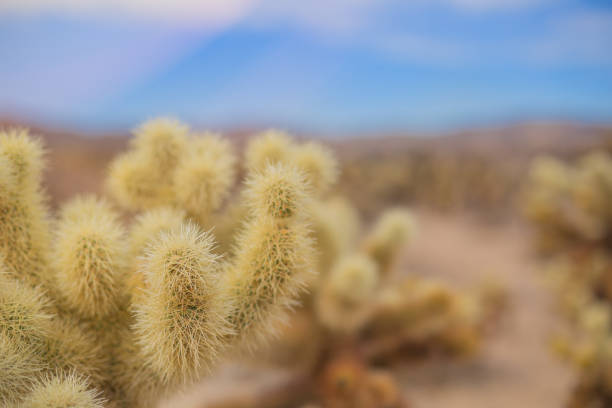 Chollas Cactus Joshua Tree National Park, California stock photo