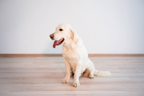 istock Happy dog at home 690893632