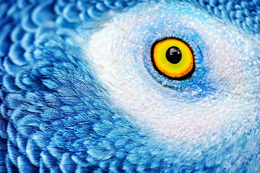 Closeup photo of a yellow eye of the parrot with bright blue feathers, beautiful natural background, exotic birds birdwatching, wildlife safari, macro