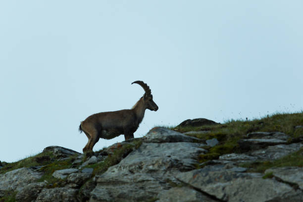 istock silhouette of natural alpine ibex standing in mountains 690900114