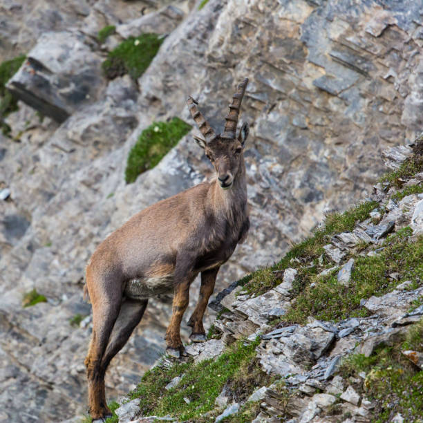 istock Natural alpine ibex standing in mountain rocks 690900262