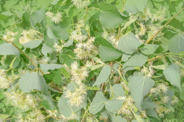 istock Lime flowers on a old wooden background 690976198