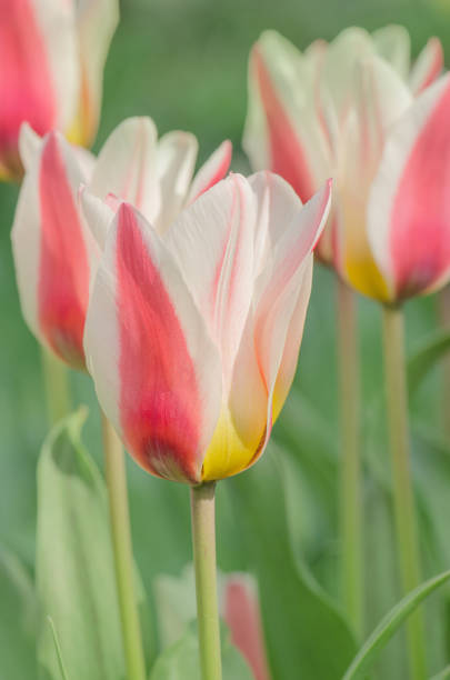 istock Pinkish white tulip flowers 691029922