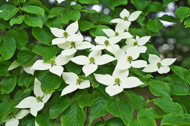 istock flower of the Japanese strawberry tree 691032714