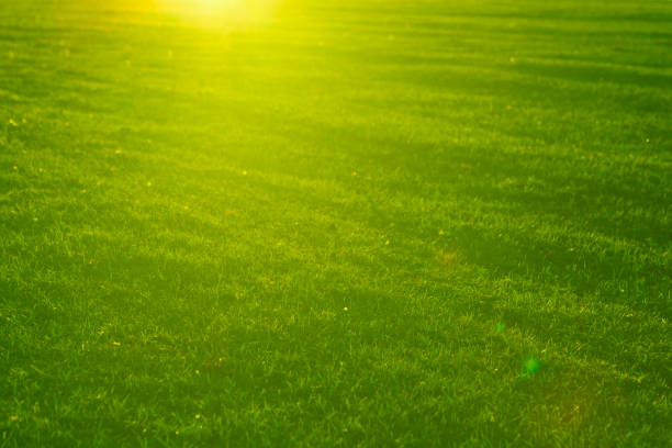 istock Green grass close-up in sunset. Summer or spring meadow 691044942