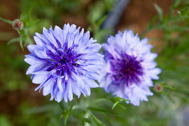 Cornflower Zyane Blue - Free photo on Pixabay