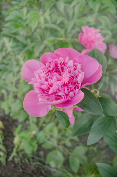 A beautiful blooming peony bush with pink flowers
