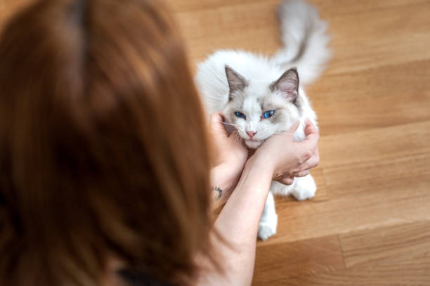 Ragdoll Cat Being Petted Ragdoll Cat Being Petted ragdoll cat stock pictures, royalty-free photos & images