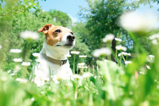 istock Jack russel terrier in flowers 691095456
