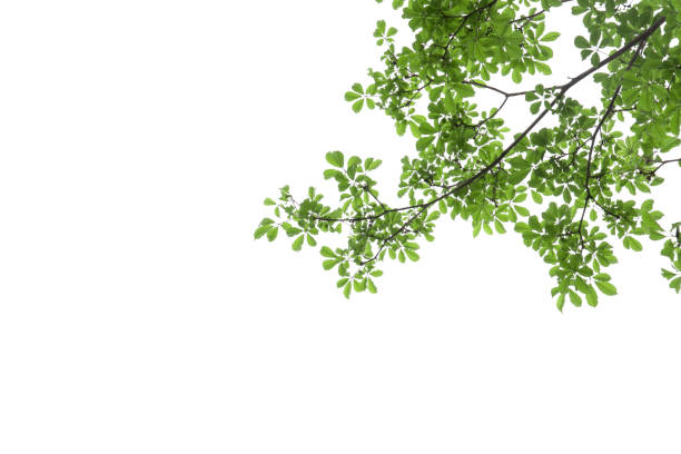 istock branch of green leaf isolated on white background with copy space for backround, concept for spring summer 691096830