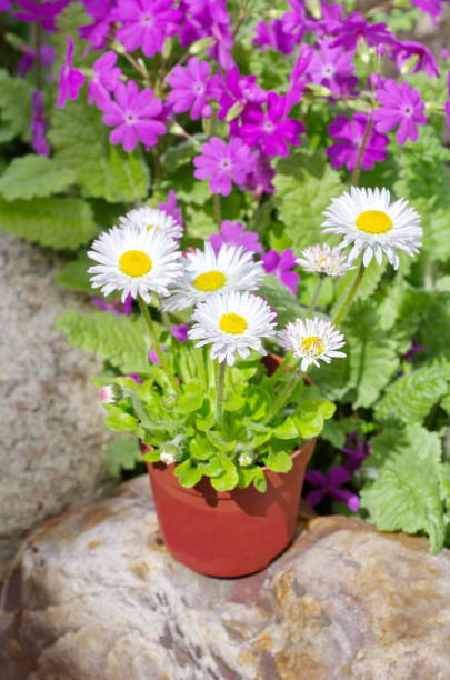 istock Perennial Daisy in the garden 691103408