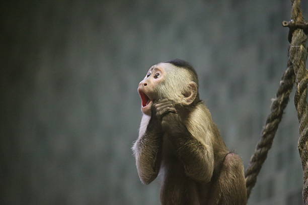 밧줄에 앉아 비명을 지르는 카푸친 원숭이 - 꼬리감는원숭이 뉴스 사진 이미지