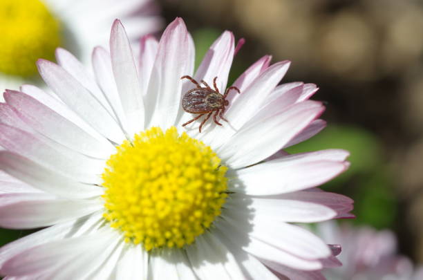 Tick On A Daisy Flower Stock Photo - Download Image Now - Animal, Arachnid,  Arthropod - iStock