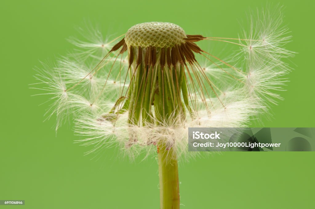 Dandelion seed on green background Backgrounds Stock Photo