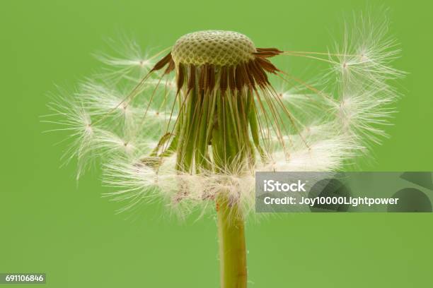 Dandelion Seed On Green Background Stock Photo - Download Image Now - Backgrounds, Blowing, Colored Background