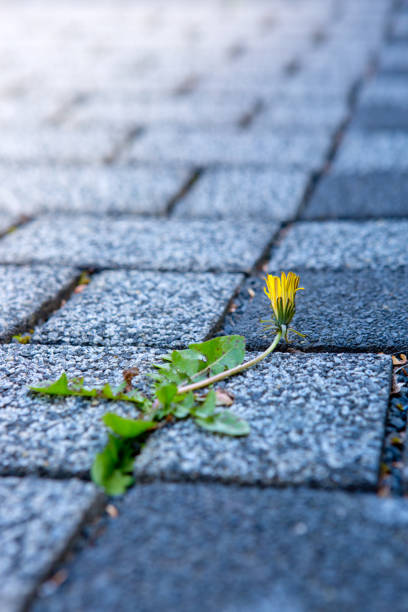 istock Dandelions on the ground between stones 691107220