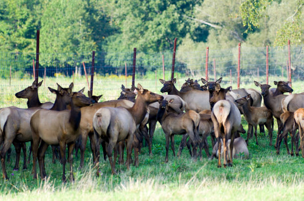 istock Elk , Red tailed deer or wapiti 691107246