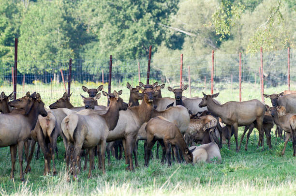 Elk , Red tailed deer or wapiti