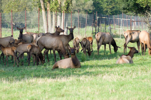 istock Elk , Red tailed deer or wapiti 691107884