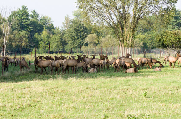 istock Elk , Red tailed deer or wapiti 691108094