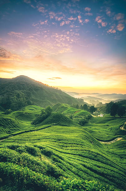 istock Tea Crops Growing On Field Against Sky During Sunset 691111009