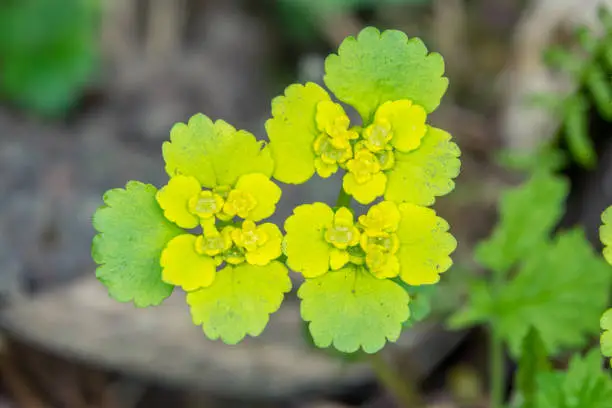 Alternate-leaved Golden Saxifrage in bloom