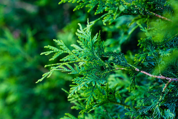 istock close up of a very large evergreen bush 691114030