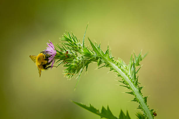 istock Close-Up Of Bee On Flower 691117265