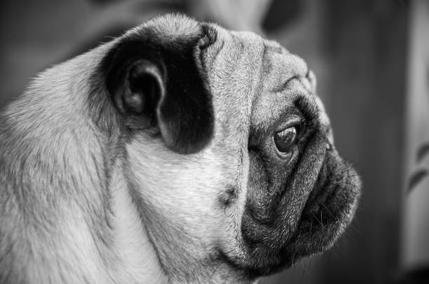 istock pug , dog potret In profile 691122994