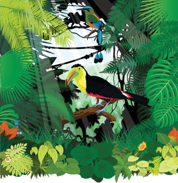 vektor-regenbogen-billed tukan und türkis browed motmot im dschungel regenwald - dottertukan stock-grafiken, -clipart, -cartoons und -symbole