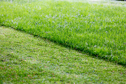 Partially cut grass lawn