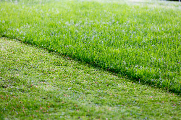 partially cut grass lawn - damp course imagens e fotografias de stock