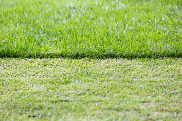 istock Endless field of fresh green grass 691127536