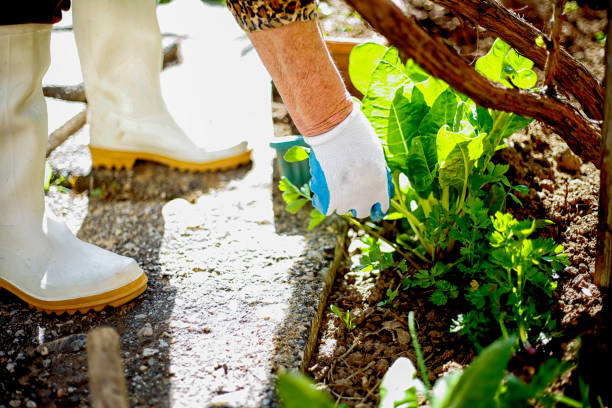 istock Active senior woman in the garden 691127902