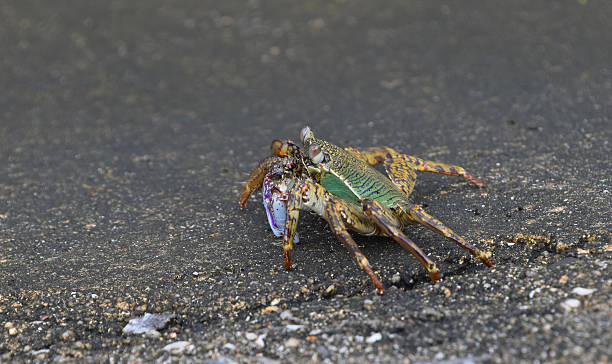 istock Close-Up Of Shelf Crab On Wall 691128955