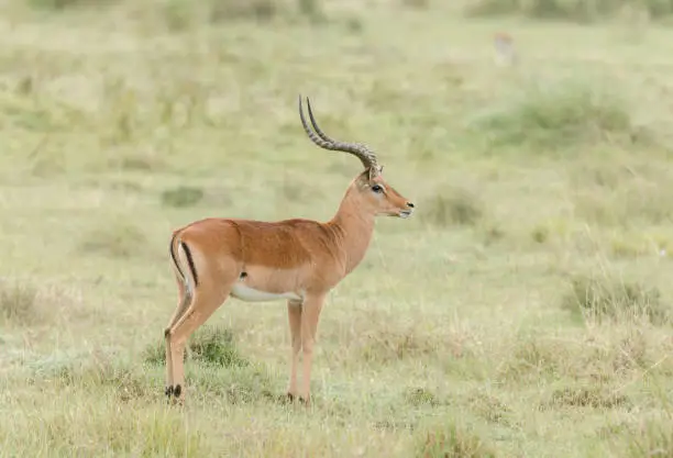 Photo of Impala