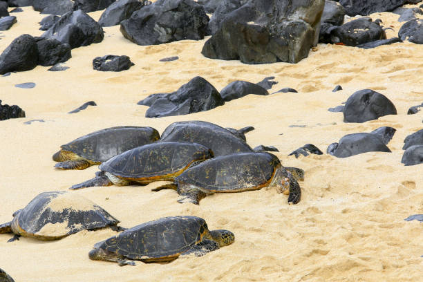 istock Sea Turtles Rest on the Beach 691133788
