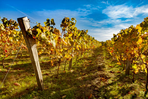 Croatia, Daruvar, colorful vineyards in autumn on hills and beautiful countryside rural landscapes
